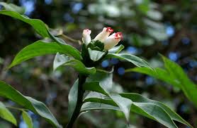 Image result for Costus afer