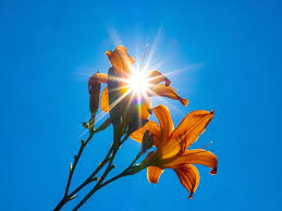 Use these convenient icons to share this page on various social media platforms: Tiger Lily Flower Flora Sun Sunburst Summer Bright Natural Plants Blooming Pxfuel
