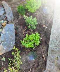 Aromatische minzen bereichern schon seit tausenden von jahren die gärten, und trotzdem lassen duft und farben noch immer wieder heute dient dem gleichen zwecke im garten eine kräuterecke. Krautergarten Diese Woche Spontan Eine Kleine Kra