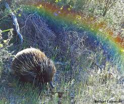 Echidna Under A Rainbow Echidna Steve Irwin Wildlife