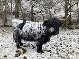 Differences and similarities between Highland cattle and reindeer: part 1 -  The Cairngorm Reindeer Herd
