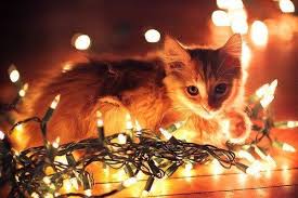 We did not find results for: Cat By Glow Of Christmas Lights Christmas Cats Cats Winter Cat