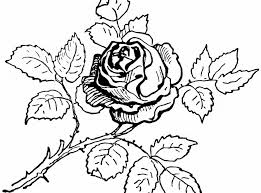 Gambar berikut adalah gambar bunga, yaitu bunga mawar, gambarnya sangat sederhana dan mudah untuk diwarnai. Contoh Gambar Gambar Bunga Mawar Untuk Mewarnai Kataucap