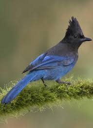 Birds Of Prey Trailer Song Steller S Jay Birds Blue Jay Bird Pet Birds