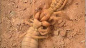 This black widow was to be terminated by my landlord at the time of this film, but i figured i'd give the dying spider some dignity of fighting to the death. Camel Spider Fight Youtube