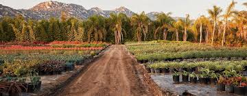 Image result for Grewia micrantha