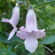 Image result for Ceratotheca triloba
