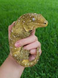 Hey leachie owners, or generally new caledonian gecko also, if any of you have experience regarding congenital spinal deformities in geckos, i'd greatly. Talk Shit Get Bit Perfection In A Gecko I Love Leachies For Their