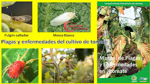 El sueño externo capta nuestra atención, pero sí no estamos de acuerdo, no almacenaremos esa información. Manual De Plagas Y Enfermedades Del Tomate Pdf Gratis Libros De Agronomia Gratis