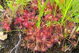 Image result for Syngonanthus welwitschii