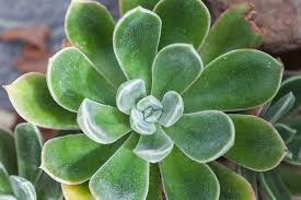 Bouquet succulent pink succulent pink bouquet flower bouquet wedding floral wedding ranunculus bouquet wedding decor wedding ideas rosa rose. Succulents The Ultimate How To Guide For Succulent Plants