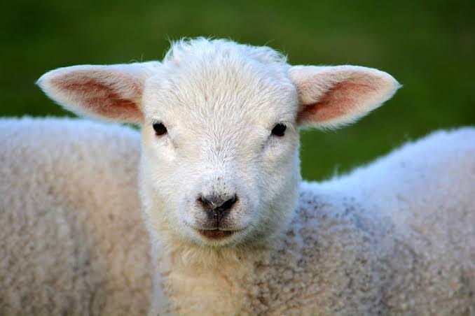 Lamb Development and Feeding - Thompson and Redwood