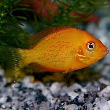 Pin On Oddball Freshwater Fish