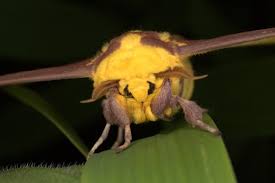 This caterpillar is a favorite food source for birds. Imperial Moth Carnegie Museum Of Natural History