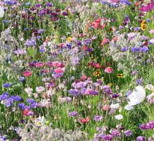 Whatever we purchase from wayside is in good shape when received. Perennial Plants Seedlings For Sale Ebay