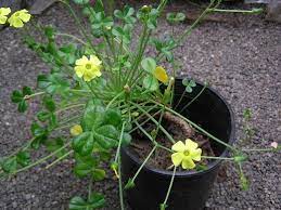 Pin On Oxalis