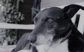 It is a type of cancer that affects a certain blood cell (lymphocytes) in the dog and the lymphoid tissues. How Do Dogs Get Tumors On Spleen