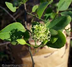 Image result for Maerua angolensis