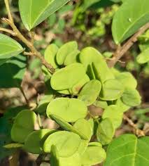 Image result for Hymenocardia