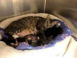Maybe you would like to learn more about one of these? Bogo Cat Promotion At Mission Viejo Animal Services Center Mission Viejo Ca Patch