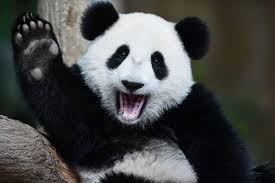 Ruyada Konusan Panda Gormek Ruyandagor Com