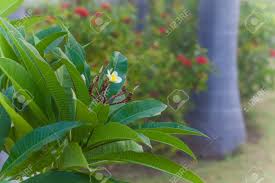 We did not find results for: Plants In The Tropical Park Of Northern India Stock Photo Picture And Royalty Free Image Image 82940860