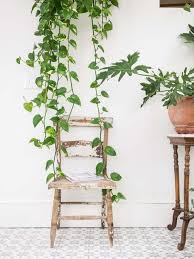 Indoor Plants 10 Best House Plants Hanging Plants Indoor Plants Hanging Plants