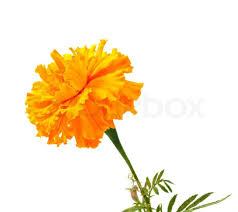 Image result for flowers against white background