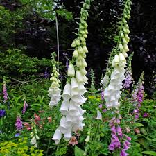 Image result for Digitalis purpurea alba/ red spots