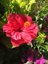 Hibiskus Hibiskus Garten