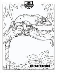 Did you know that geckos do not have eyelids and can't blink, so they lick their eyes to clean them and keep them moist? Crested Gecko Coloring Page C S W D Crested Gecko Lizard Crafts Coloring Pages