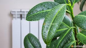 Umidificator, purificator, ionizator ca601 clean air optima. Cum Sa Mentii Umiditatea Optima In Casa Pe Timp De Iarna Cumsa Ro