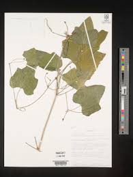 Image result for Trochomeria hookeri