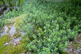 Image result for Clutia paxii