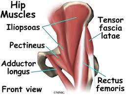Hip flexor muscles can help you stand up to pain. Hip Anatomy Eorthopod Com