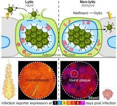 The FDA-approved drug Nelfinavir inhibits lytic cell-free transmission of  human adenoviruses | bioRxiv