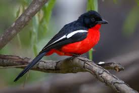Black Bird With Orange Wings South Africa Birding Tours South Africa Worldwide Birding Destinations South African Birds Beautiful Birds Backyard Birds