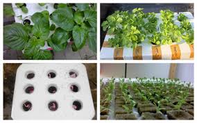 Namun dalam kebanyakan kasus para petani bayam. Cara Menanam Kangkung Dan Bayam Menggunakan Hidroponik Agribisnis Co Id