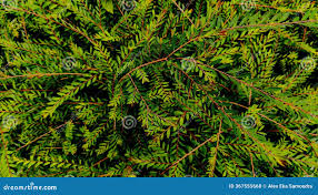 Image result for Phyllanthus mendesii