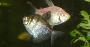 Black And White Striped Fish Freshwater Gymnocorymbus Ternetzi Black Skirt Tetra Color Morph White Skirt Tetra South America Discus Fish Aquarium Fish Fish Pet