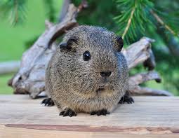 Sie möchten ein rex meerschweinchen in ihre familie aufnehmen? Meerschweinchenzucht Glatthaar Und Rexe In Creme Buff Gold California Und Silberagouti Meerschweinchen Von Den Three Gables Liebevolle Meerschweinchenzucht In Bornheim Zwischen Koln Und Bonn