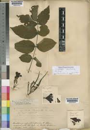 Image result for Markhamia zanzibarica