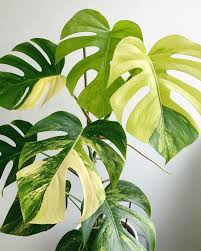 Pin On Tropical