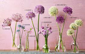 Your Guide To Alliums Allium Flowers Garden Bulbs Longfield Gardens