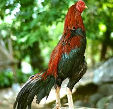 Ayam petarung terbaik dan termahal di dunia follow kami disini : Ayam Bangkok Jenis Ayam Aduan Dengan Harga Fantastis Cermati Com