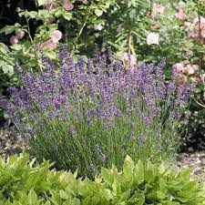 Image result for Lavandula angustifolia Vera