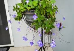 Image result for Saintpauliopsis