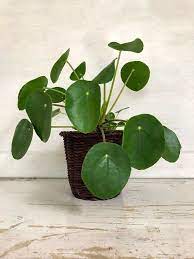 Pilea Peperomioides Plant Large Pilea Chinese Money Plant Etsy Chinese Money Plant Plants Pilea Peperomioides