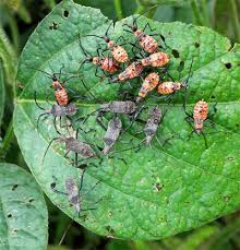 We did not find results for: Squash Bugs As Pests Of Cucurbits In Michigan Msu Extension