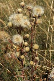 Image result for Erigeron bonariensis